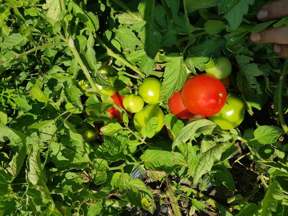Roșii de câmp de la producător local Macea