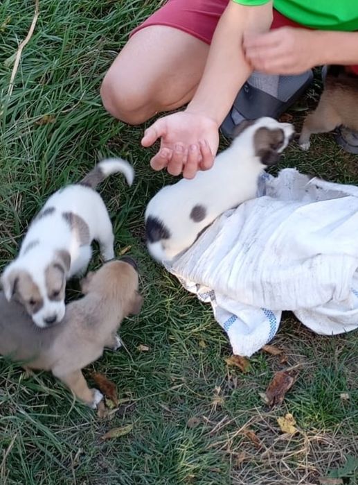 Cățeluși pentru adopție