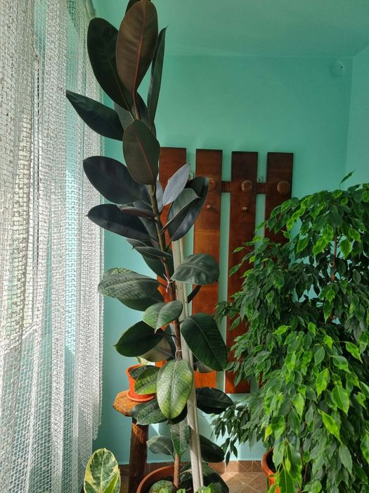 Ficus de vanzare