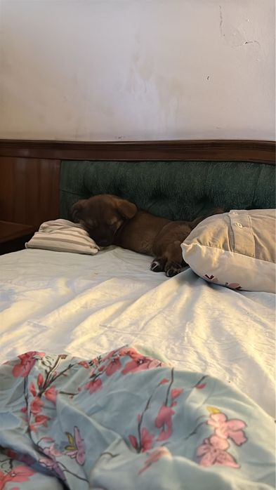 Cățelușa spre adoptie