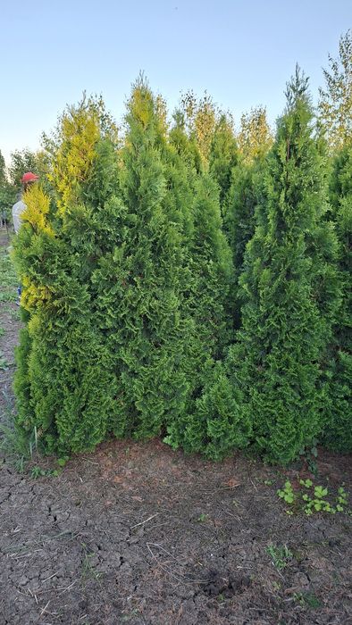 Chiparos leylandii si Tuia Smarald