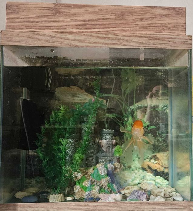 Аквариум и золотая рыбка
