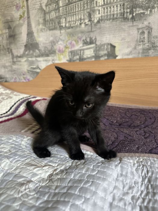 Милый Котенок ищет Дом