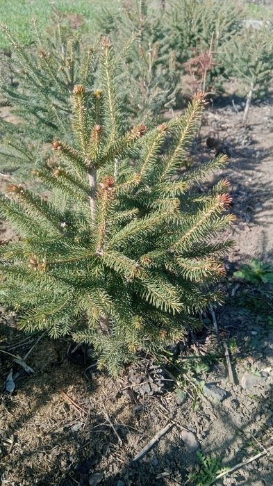 Продам рассаду, саженцы