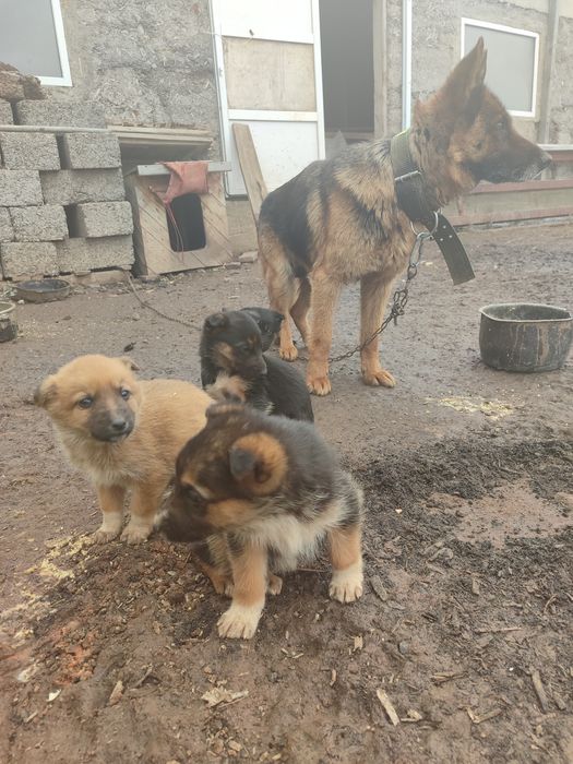 Отдам Щенка немецкой овчарки