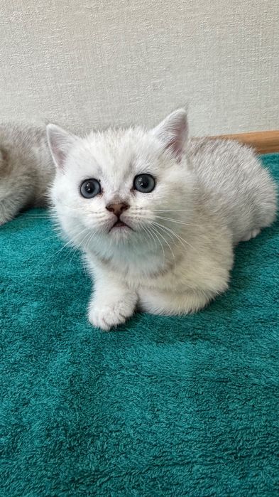 Продаются котята,шотландские скоттиш фолд и страйк