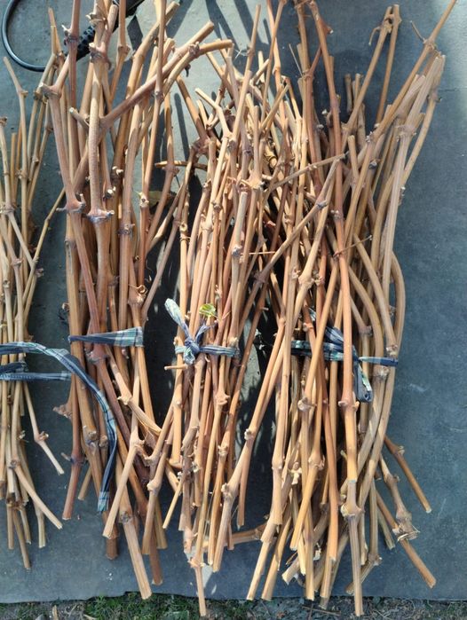 Черенки винограда. Сорт Алешенькин