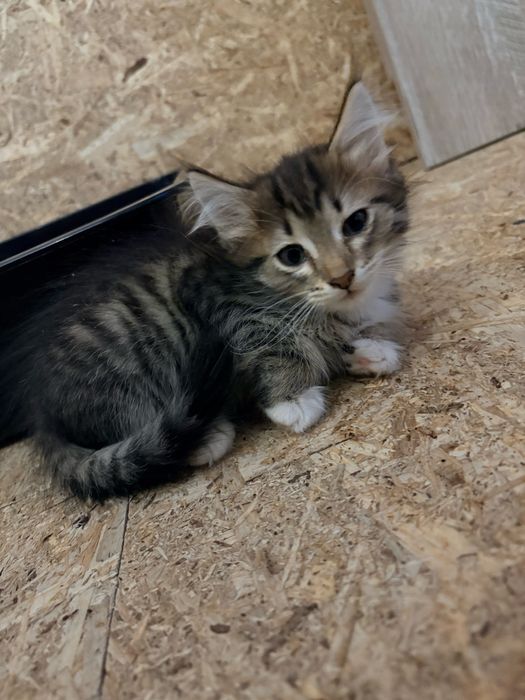 Котенок девочка бесплатно