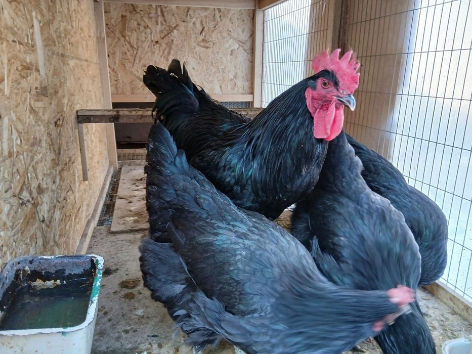 Qora shag'zoda tovuqlar sotiladi