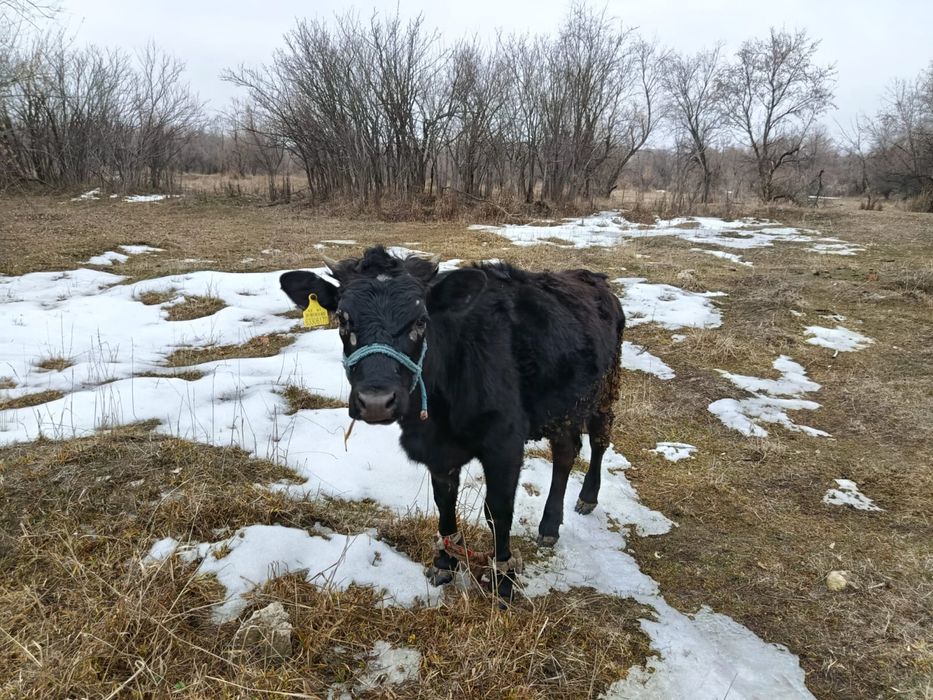 Тайынша откормда тұрған