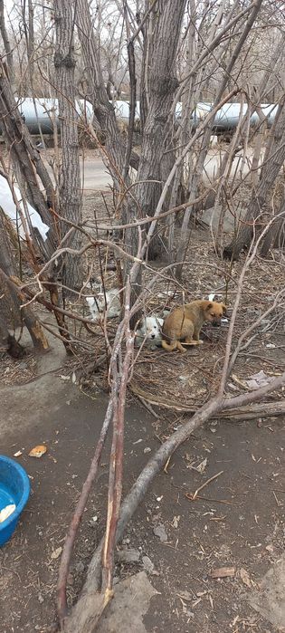 Дарю щенят!            .