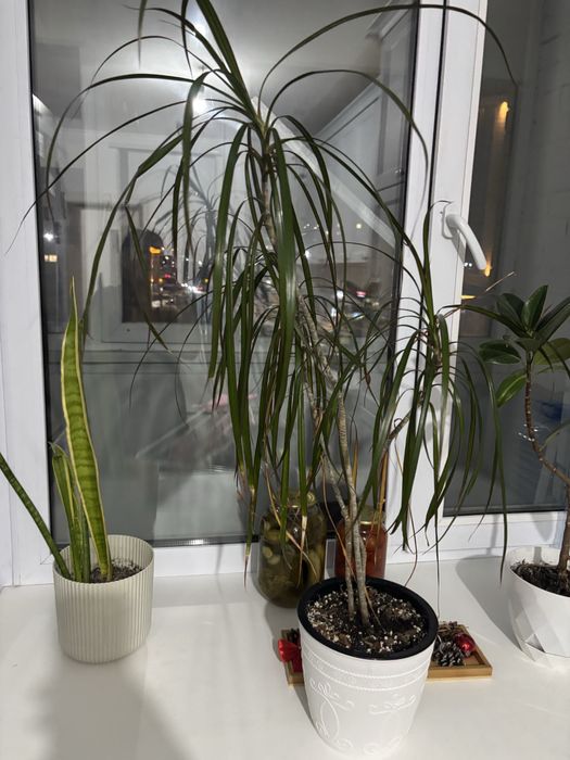 Продам продам драцену