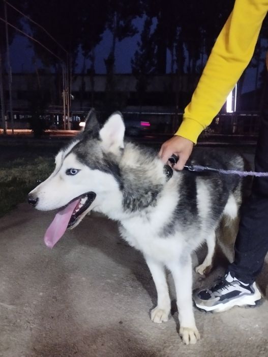 Сибирский хаски „ВЯЗКА"