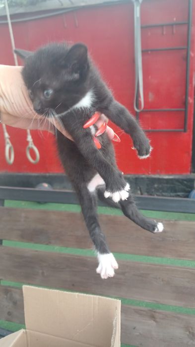 Отдам котёнка , 2 месяца.