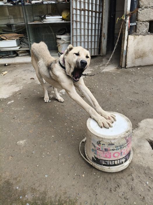 Алабай чистый 10 месяц