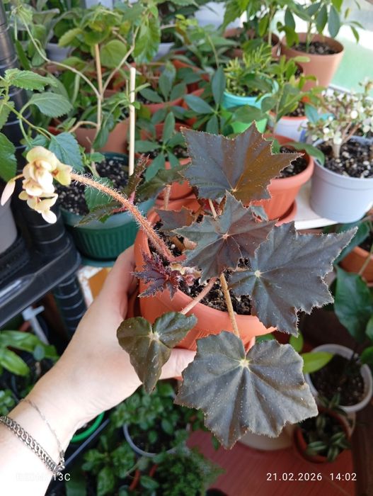 Продам растения комнатные