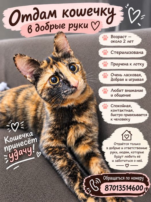 Отдам кошечку в добрые руки! Стерилизована