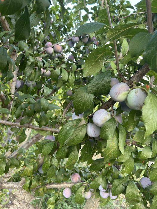 Pomi fructiferi ai vita de vie