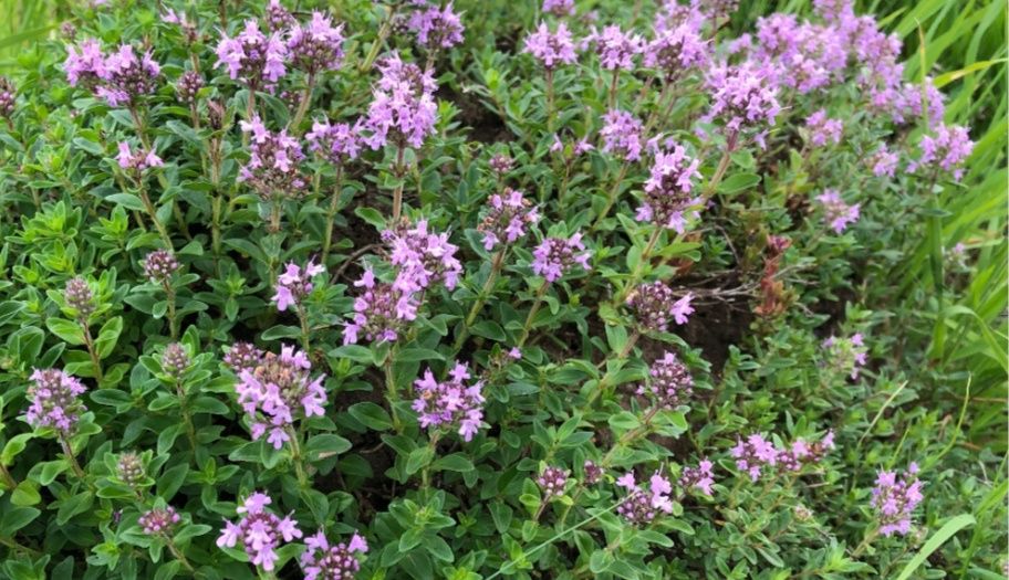 Чабрец (тимьян ползучий) горный