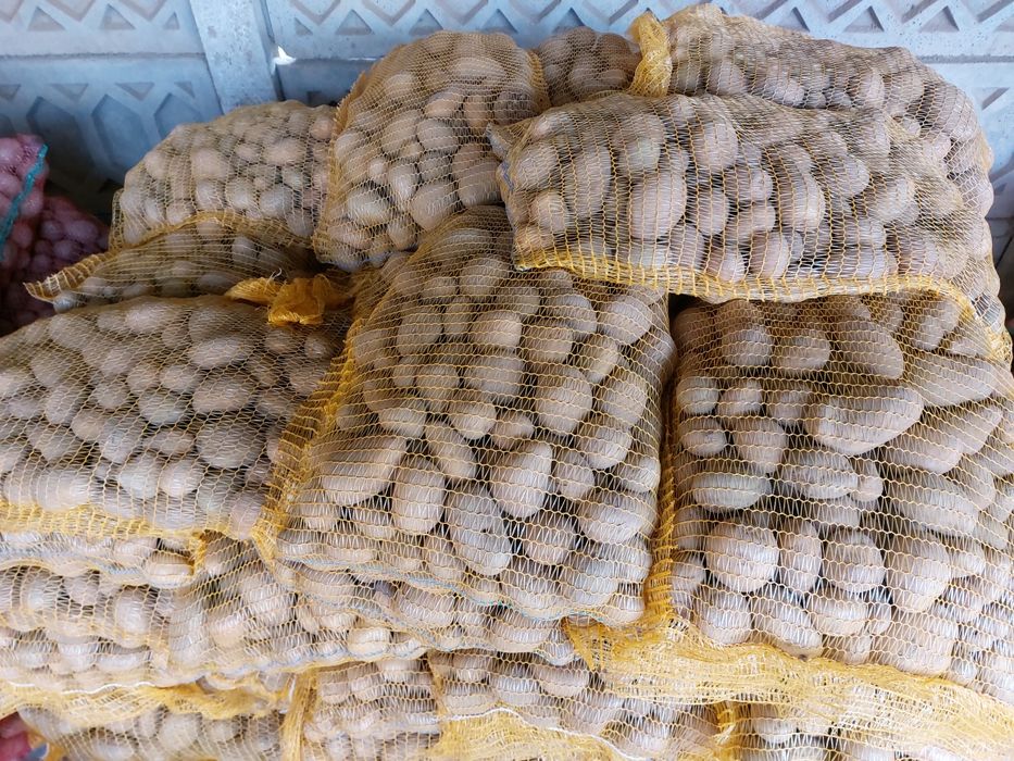 Cartofi albi de sămânță!