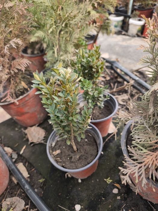 Ель, пихта, туя, можжевельник