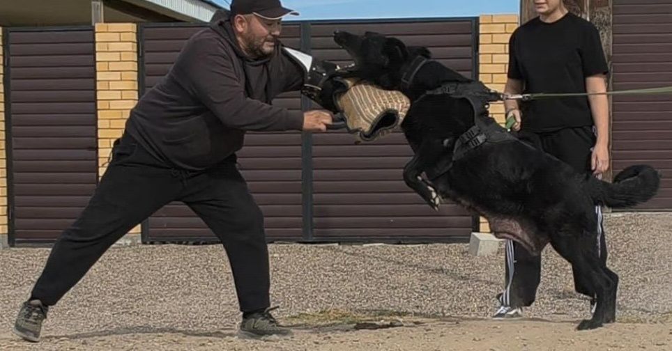 Элитные щенки ВЕО