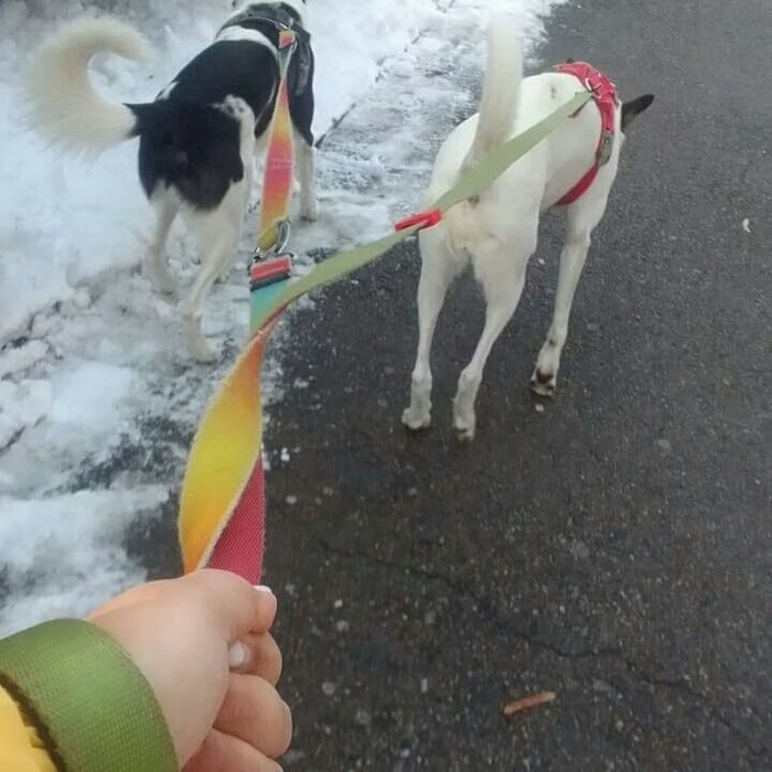 Зооняня-догситтер