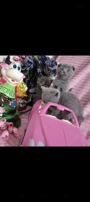 Шотландские котята