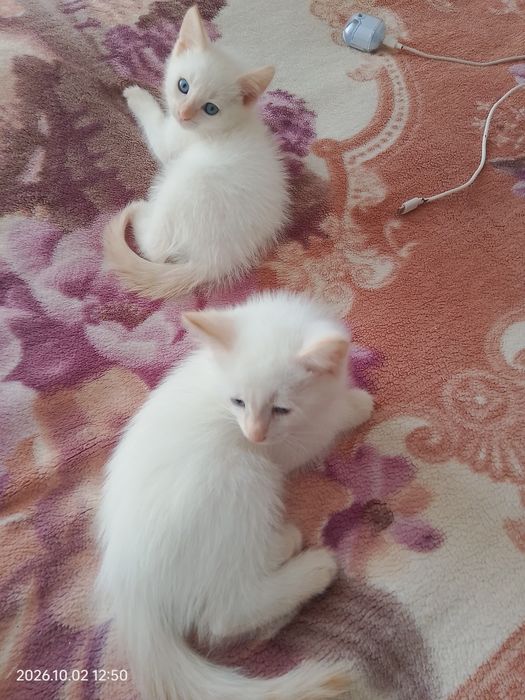 Отдам котят в хорошие руки.