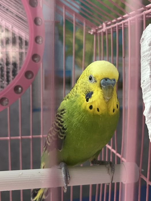 2 волнистых попугая