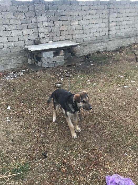 Шымкент төбет 5айлык