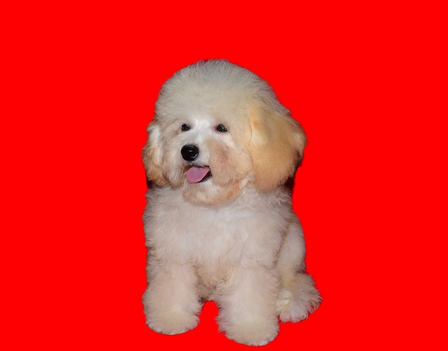 Роскошные мальтипу F1  !