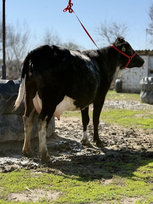 Сүтті бұзаулы сиыр!