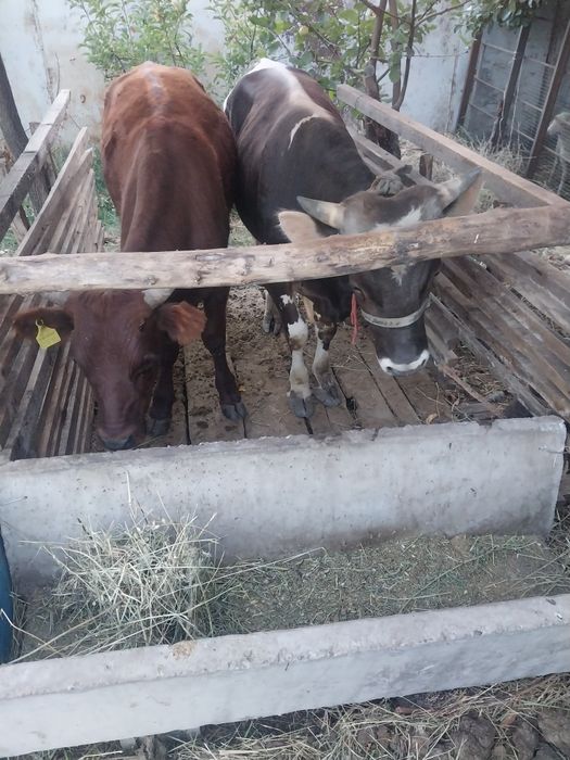 Продам бычков для откорма