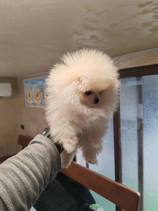 Померан мини женски.