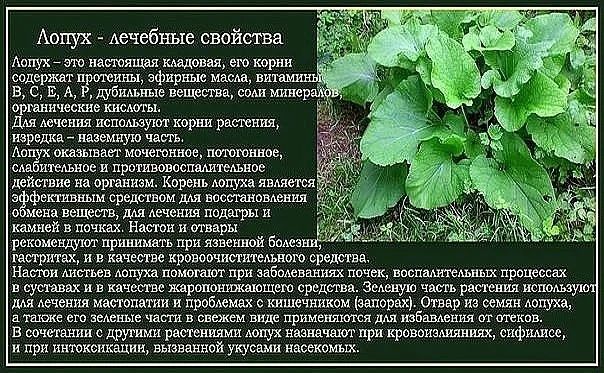 Сок лопуха настойка