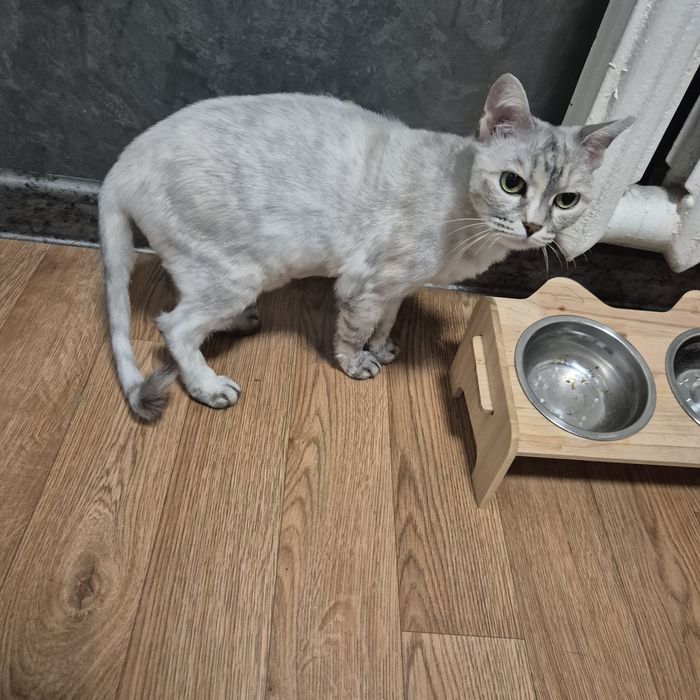 Кошка в добрые руки