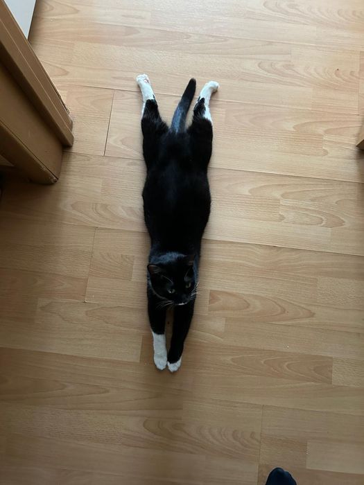 Отдам даром котенка