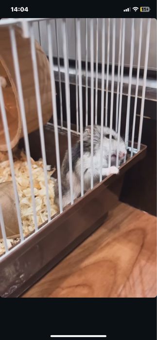 Хомяк с клеткой