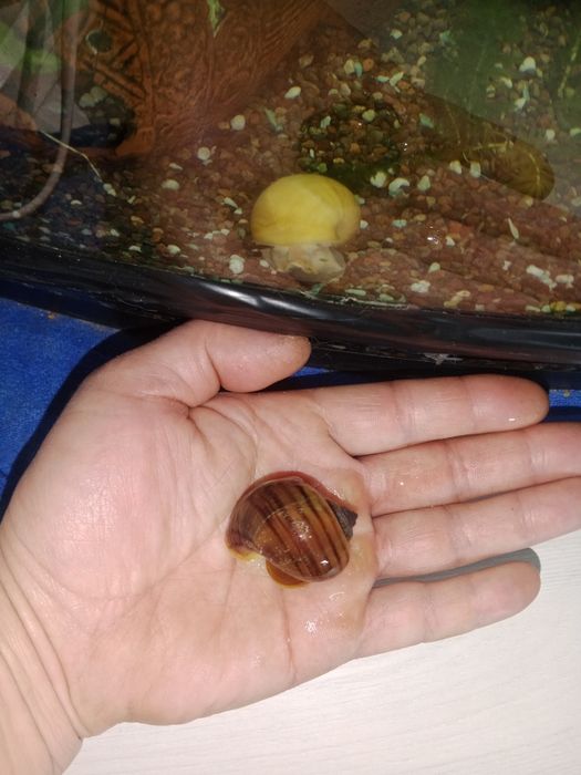 Ампулярии улитки крупные