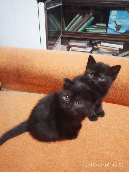 Котята в добрые руки. Смотрите фото