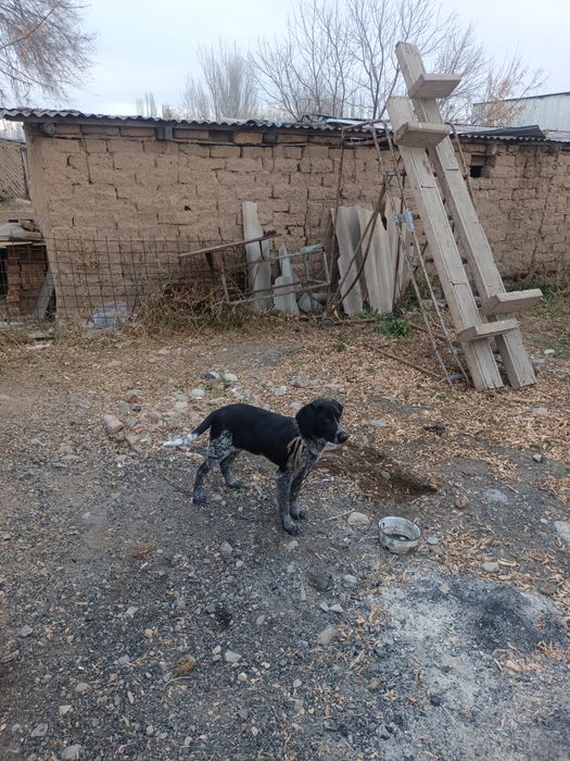 Охотничный собака