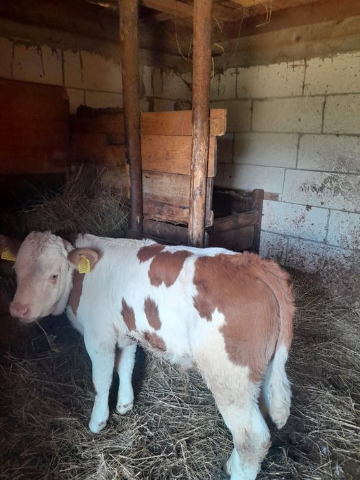 Vaca de vanzare cu vitel