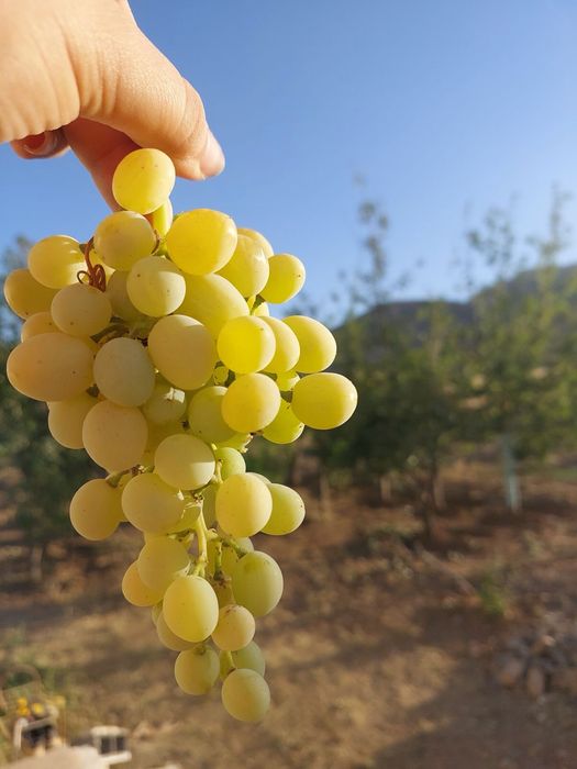 Struguri de vin