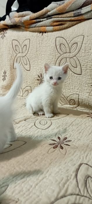 Продам котят ангорка.