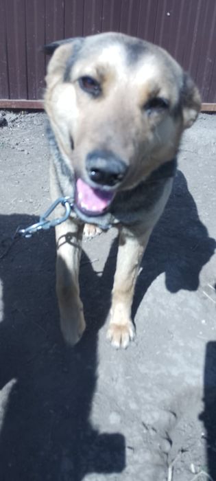 Отдам в добрые руки