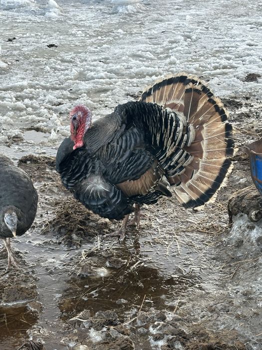 Продам индюка самец