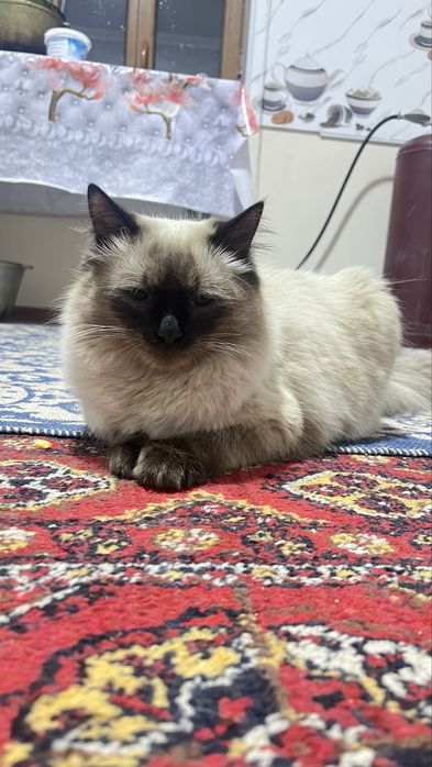 Вязка Сиамская порода чистокровная голубоглазая пушистая можем в гости