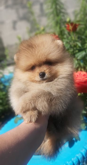 Шпицы щеночки готовы к переезду
