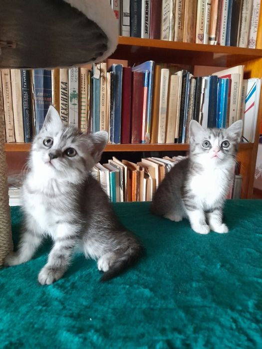 Продаёт котята девочки